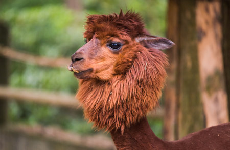 Brown color alpaca in open zoo or contact farm.の写真素材