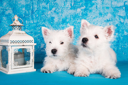 Two West Highland White Terrier dogs puppies with lantern candlestick on blue background.の写真素材