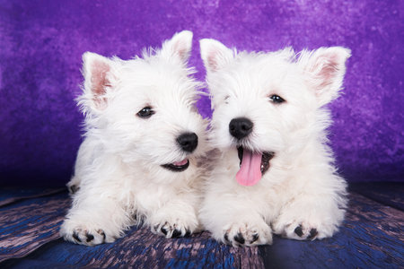 Two West Highland White Terrier dogs puppies with on purple background.の写真素材