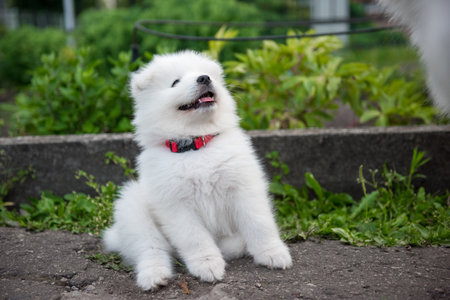 Funny Samoyed puppy in the summer garden on the road.の写真素材