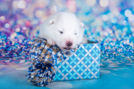 White fluffy small Samoyed puppy dog in a Christmas gift box in front of blue glitter backgroundの写真素材