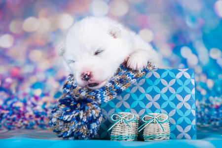 White fluffy small Samoyed puppy dog in a Christmas gift box in front of blue glitter backgroundの写真素材
