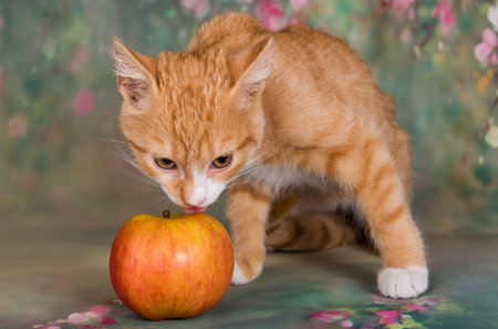 A cute red kitten on green background with apple. Playful and funny petの写真素材