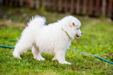 Adorable samoyed puppy running in motion on the lawnの写真素材