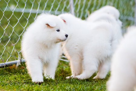 Funny fluffy white Samoyed puppies dogs are playing.の写真素材