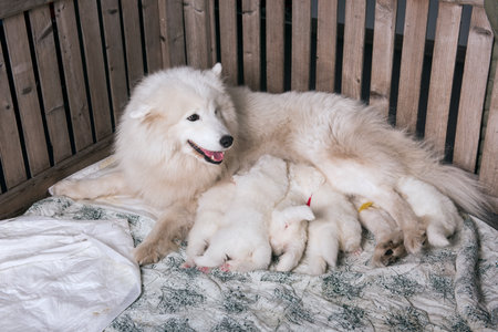 Samoyed dog mother with puppies. Puppies suckling mother.の写真素材
