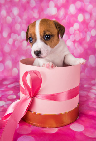 Cute white puppy dog on pink box with bow. Jack russel terrier puppyの写真素材