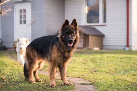 German Shepherd standing, isolated on nature background.の写真素材