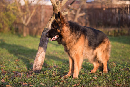 German Shepherd standing, isolated on nature background.の写真素材