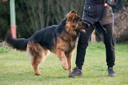 German shepherd dog is playing with owner in nature. Happy german shepherd running and jumpingの写真素材