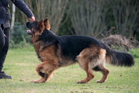 German shepherd dog is playing with owner in nature. Happy german shepherd running and jumpingの写真素材