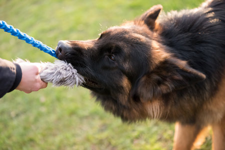 German shepherd dog is playing with owner in nature. Happy german shepherd running and jumpingの写真素材