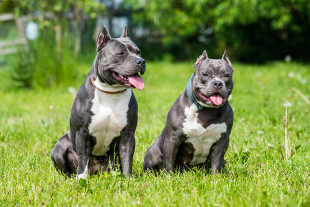 Blue hair American Staffordshire Terrier and American Bully dogs female portrait outsideの写真素材