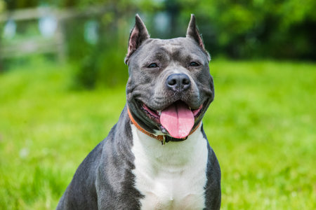 Female blue brindle American Staffordshire Terrier dog or AmStaff closeup on natureの写真素材