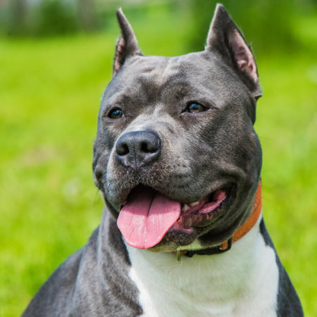 Female blue American Staffordshire Terrier dog or AmStaff closeup on natureの写真素材