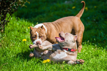 American Bully puppies dogs are playing in move outside. Medium sized dog with muscular bodyの写真素材