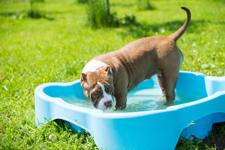 American Bully dog is swimming in pool outsideの写真素材
