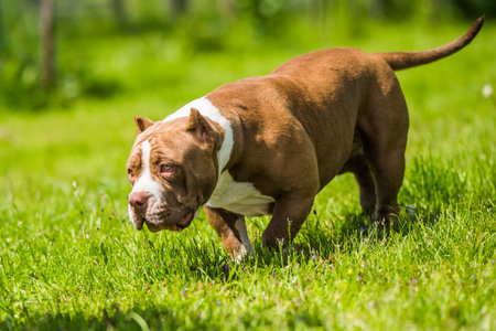 Chocolate brown color female American Bully puppy dog is moving. Medium sized dog with muscular bodyの写真素材