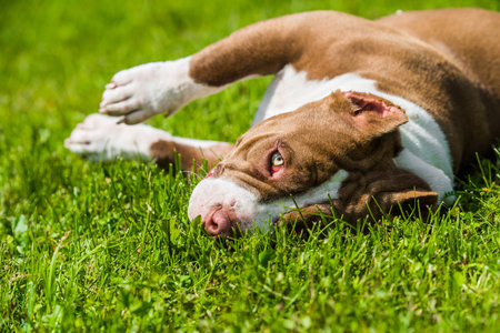 Red color American Bully dog is lying on green grass. Medium sized dog with a muscular bodyの写真素材