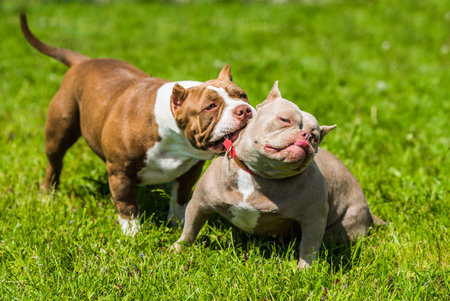 American Bully puppies dogs are playing in move outside. A dog is pulling another dog by the collar.の写真素材