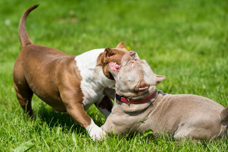 American Bully puppies dogs are playing in move outside. Medium sized dog with muscular bodyの写真素材