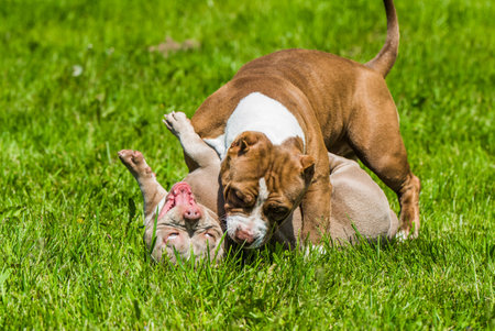 American Bully puppies dogs are playing in move outside. Medium sized dog with muscular bodyの写真素材