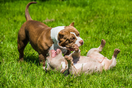 American Bully puppies dogs are playing in move outside. Medium sized dog with muscular bodyの写真素材