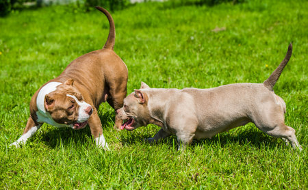 American Bully puppies dogs are playing in move outside. Medium sized dog with muscular bodyの写真素材