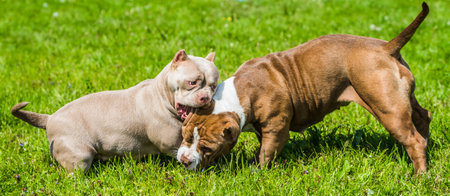 American Bully puppies dogs are playing in move outside. Medium sized dog with muscular bodyの写真素材