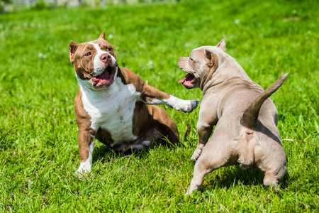 American Bully puppies dogs are playing in move outside. Medium sized dog with muscular bodyの写真素材