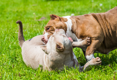 American Bully puppies dogs are playing in move outside. Medium sized dog with muscular bodyの写真素材