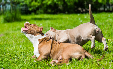 American Bully puppies dogs are playing in move outside. Medium sized dog with muscular bodyの写真素材