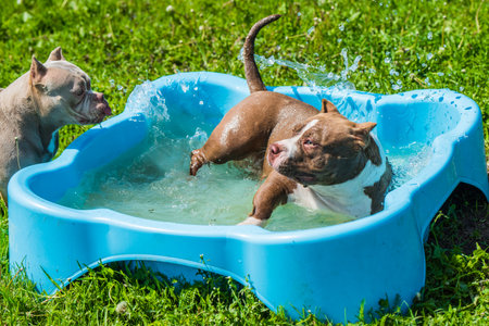 American Bully dog is swimming in pool outside.の写真素材