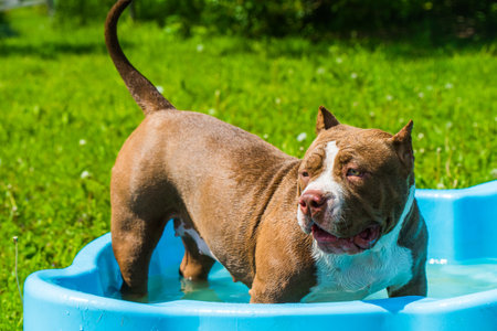 American Bully dog is swimming in pool outsideの写真素材