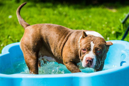American Bully dog is swimming in pool outside.の写真素材
