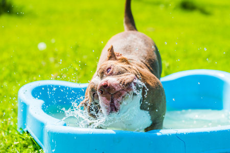 American Bully dog is swimming in pool outside.の写真素材