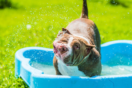 American Bully dog is swimming in pool outsideの写真素材