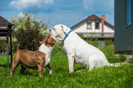 White coat American Bulldog dog and American Bully dog guards the house in the yardの写真素材