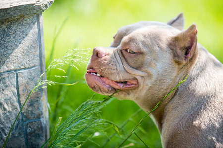 Close up of a pocket Lilac color American Bully dog top view outside. The dog eats grass.の写真素材