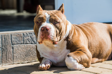 Dog in the yard of a house. Red color American Bully dog is lying on the doorstep. Dog with a bulky muscular bodyの写真素材
