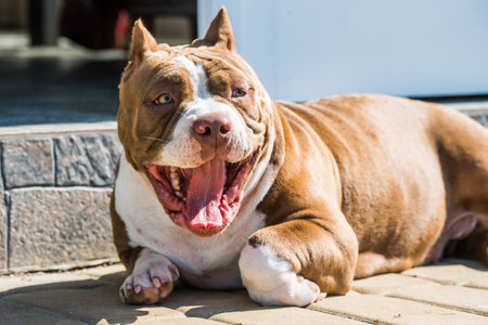 Red color American Bully dog is lying on the doorstep. Medium sized dog with a bulky muscular bodyの写真素材