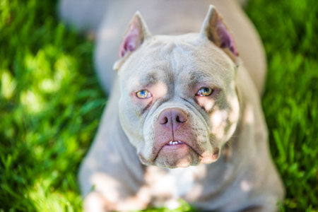 Lilac color American Bully dog top view outside. Medium sized dogの写真素材