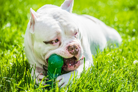White American Bully dog male with toy outside on green grass. Medium sized dog.の写真素材
