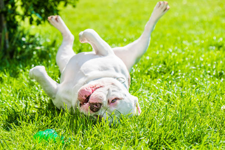 White American Bully dog male with toy outside on green grass. Medium sized dog.の写真素材