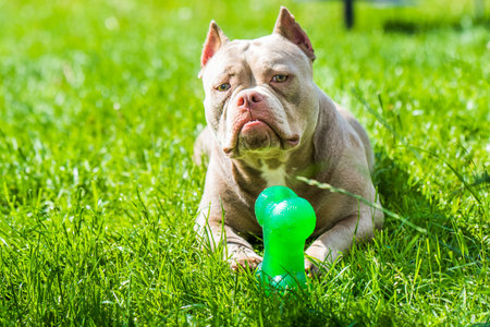 Lilac color American Bully dog female with toy outside on green grass. Medium sized dog.の写真素材