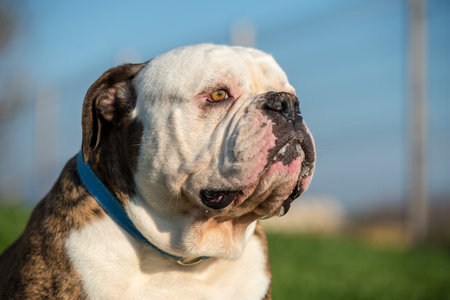 Brindle coat American Bulldog dog portrait in the yardの写真素材
