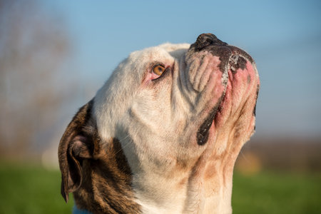 Tiger coat American Bulldog dog portrait in the yardの写真素材