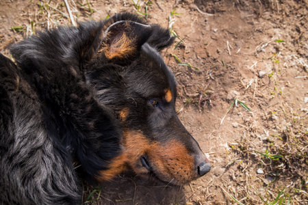 Beauceron dog outside in the courtyard is lying on the grass.の写真素材