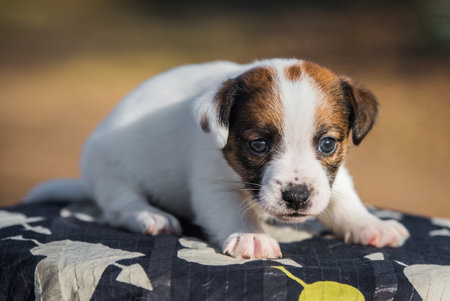 Small puppy from an animal shelter. Cute Puppy dog in human hands outside.の写真素材