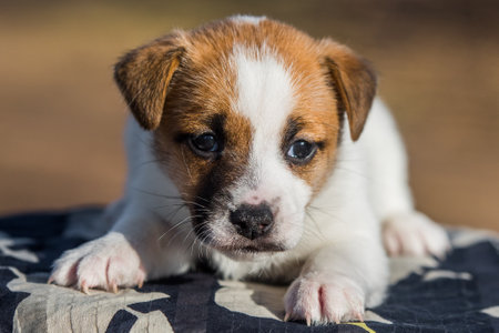 Small puppy from an animal shelter. Cute Puppy dog in human hands outside.の写真素材